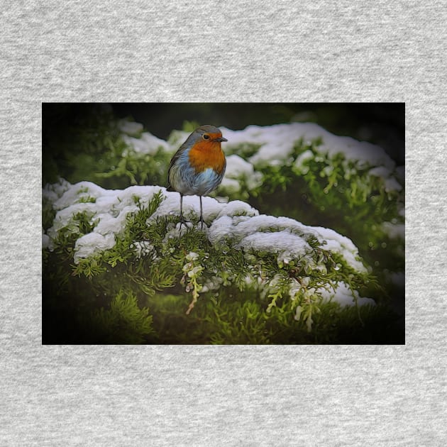Winter Robin by avrilharris